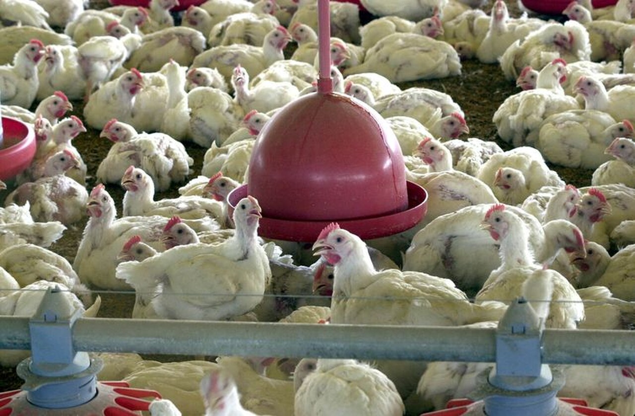 Brasil pode retomar exportações de carne de frango em 28 dias