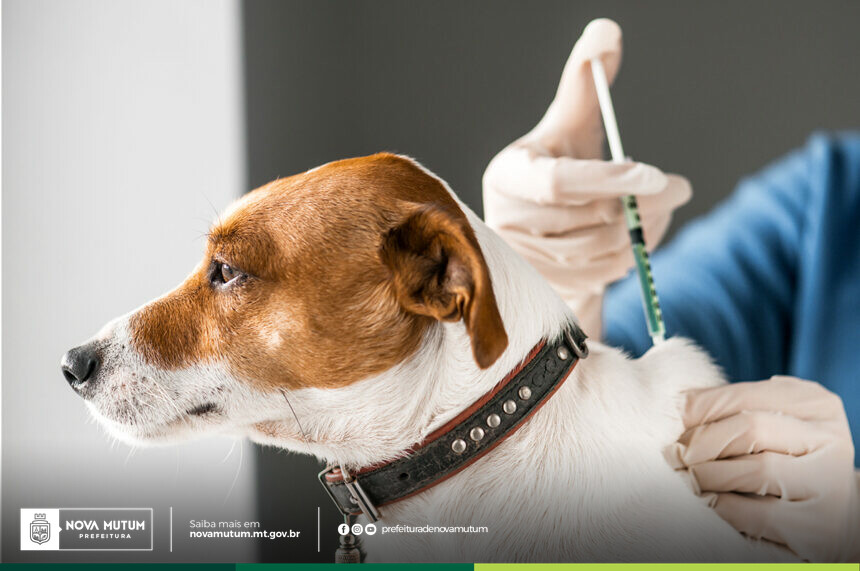Vigilância Ambiental fará três Dias D para facilitar acesso à vacinação antirrábica na cidade