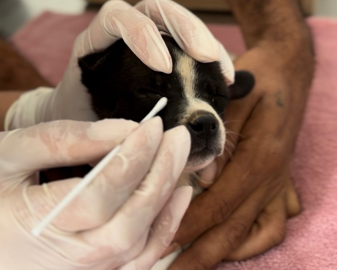 Seis filhotes de cachorro abandonados em estrada são resgatados e ganham lar temporário; conheça o projeto de voluntariado da APAMS