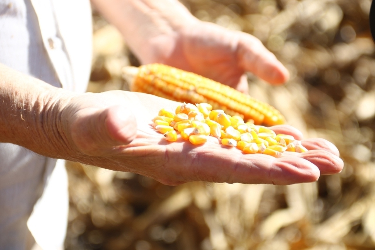 Sinop registra crescimento de 17% nas exportações e alcança US$ 1